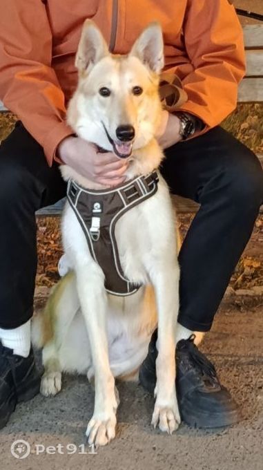 Пропала собака в Тюмени — фото объявления