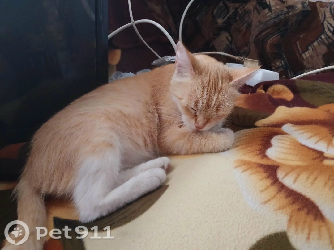 Пропала кошка в Тюмени — фото объявления