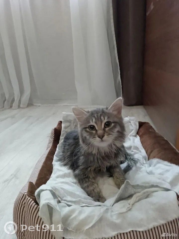 Найдена кошка в Тюмени — фото объявления