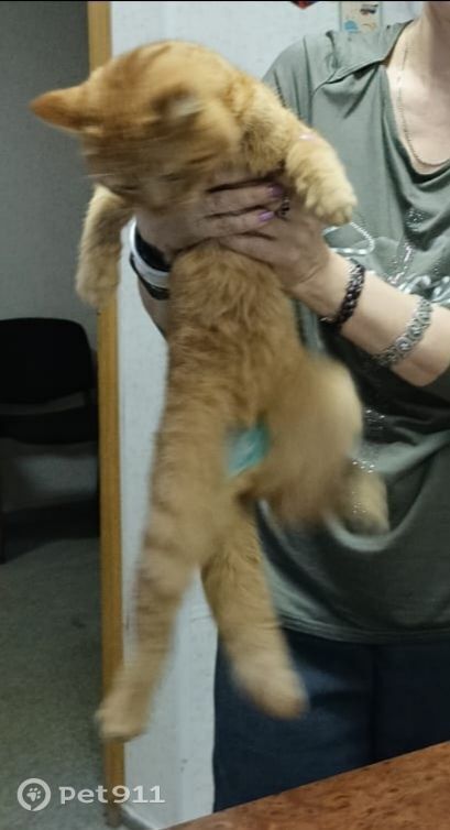 Найдена кошка в Тюмени — фото объявления