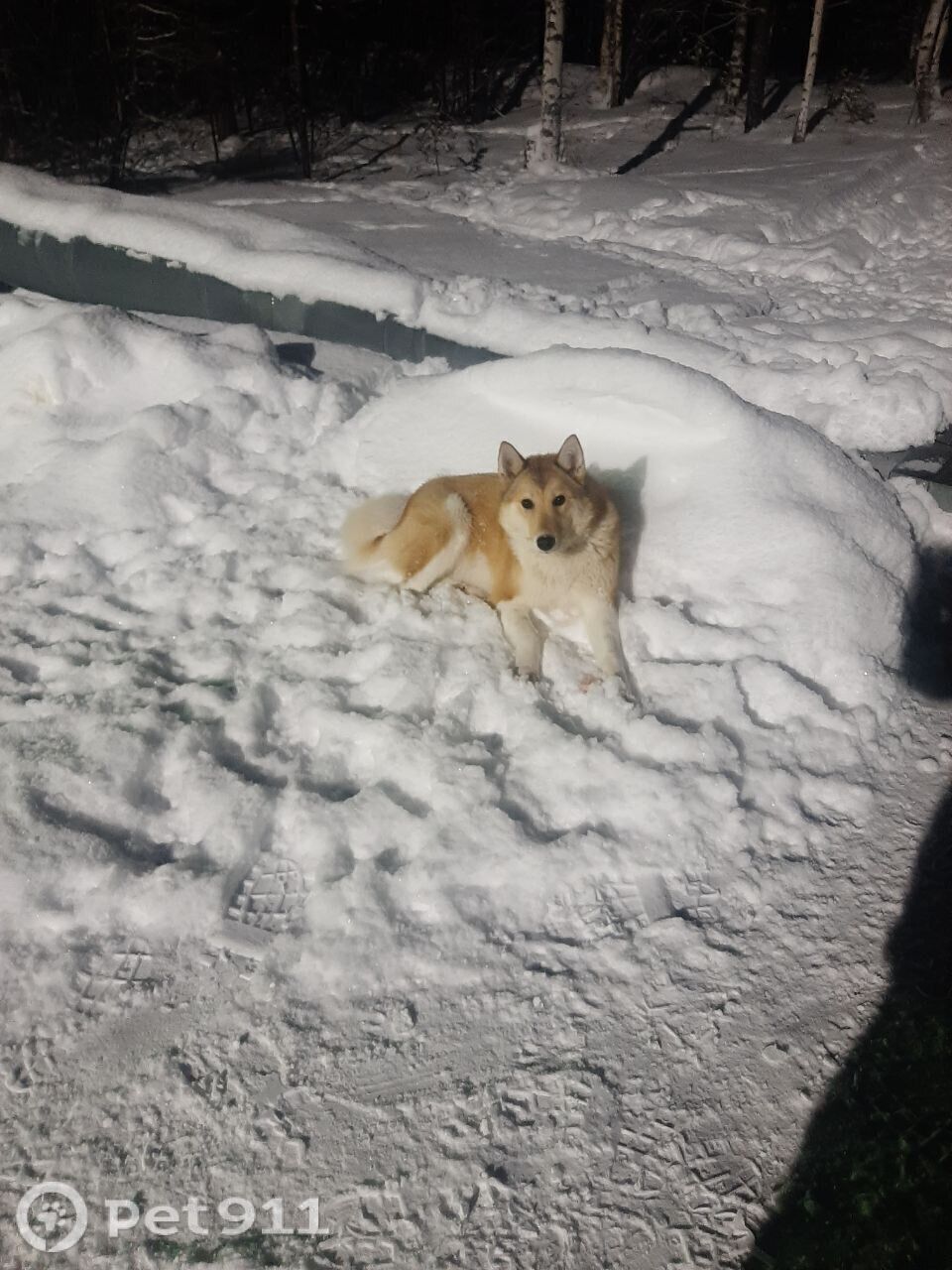 Найдена собака в Тюмени — фото объявления