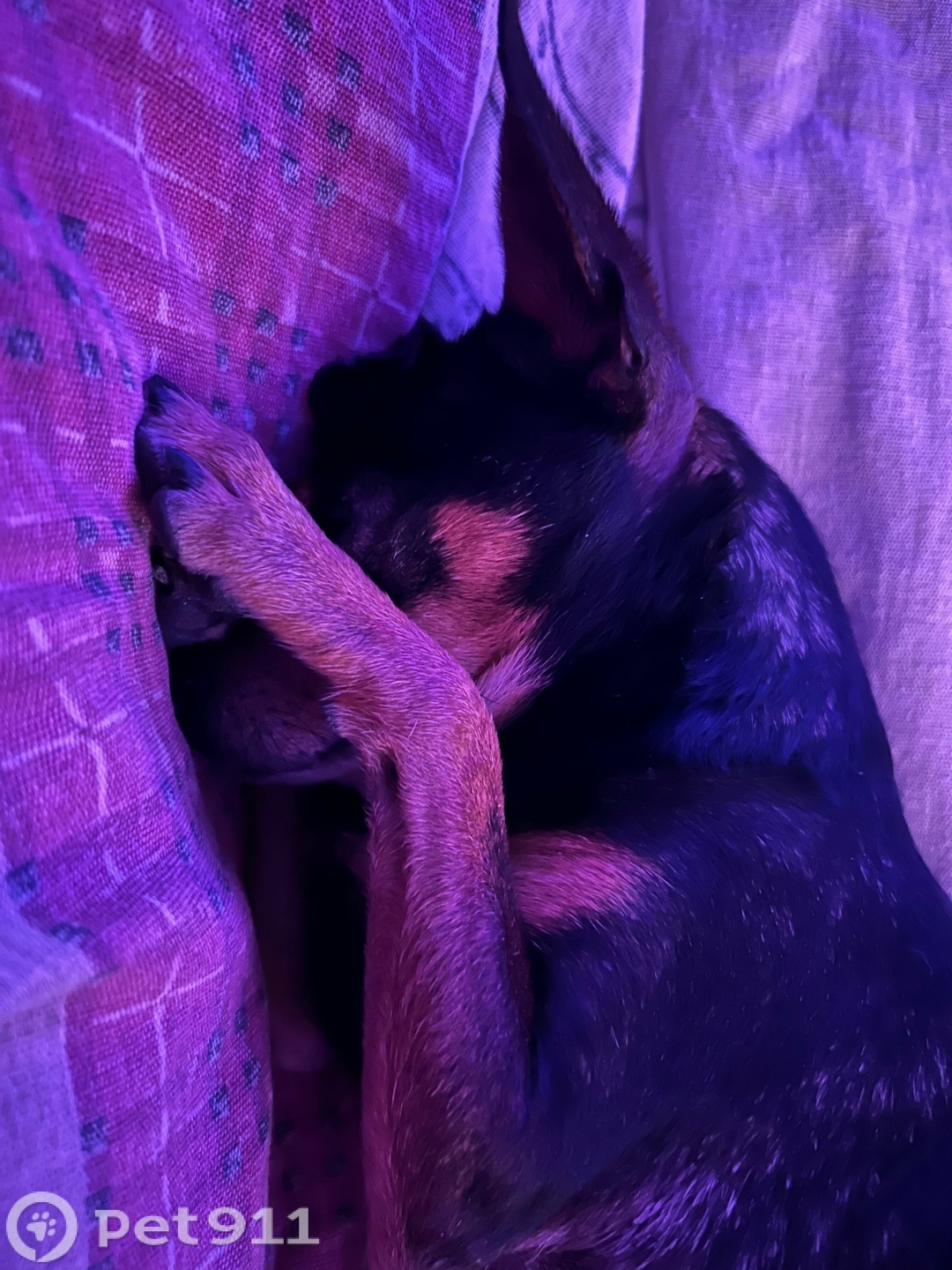 Пропала собака в Тюмени — фото объявления