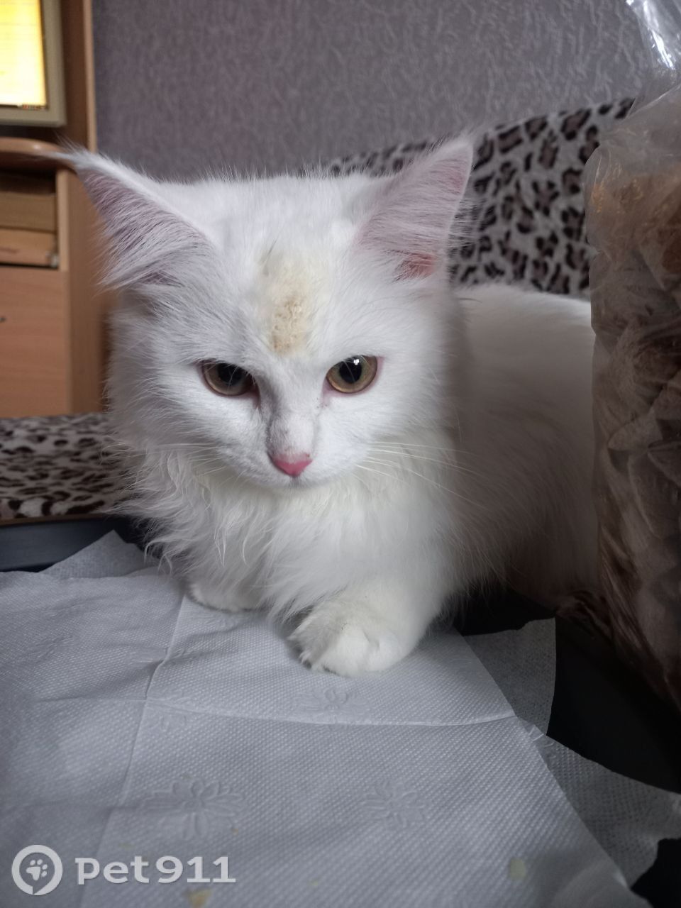 Найдена кошка в Тюмени — фото объявления