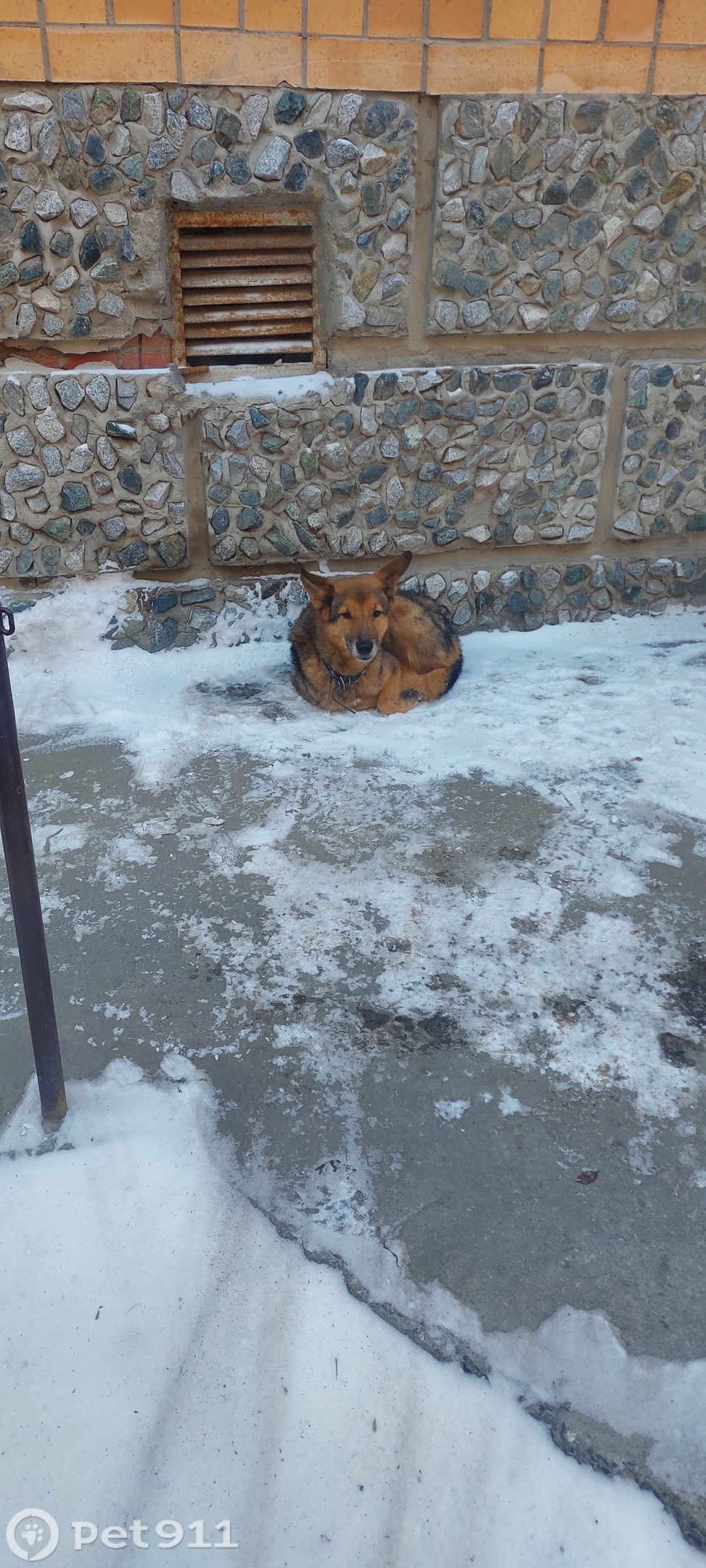 Найдена собака в Тюмени — фото объявления