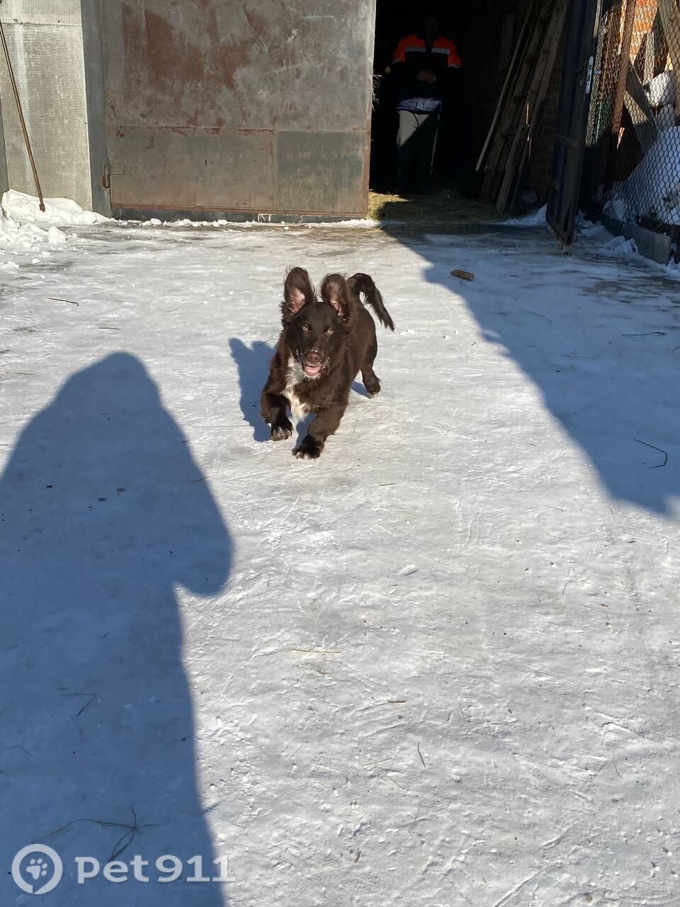Пропала собака в Тюмени — фото объявления