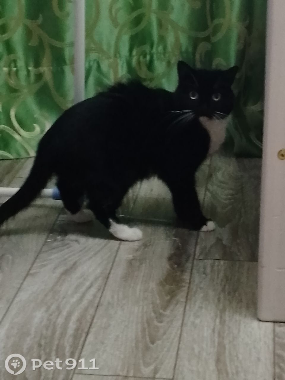 Пропала кошка в Тюмени — фото объявления