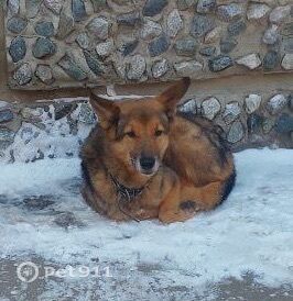 Найдена собака в Тюмени — фото объявления