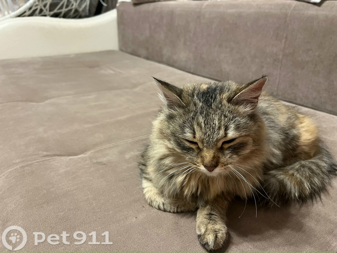 Найдена кошка в Тюмени — фото объявления