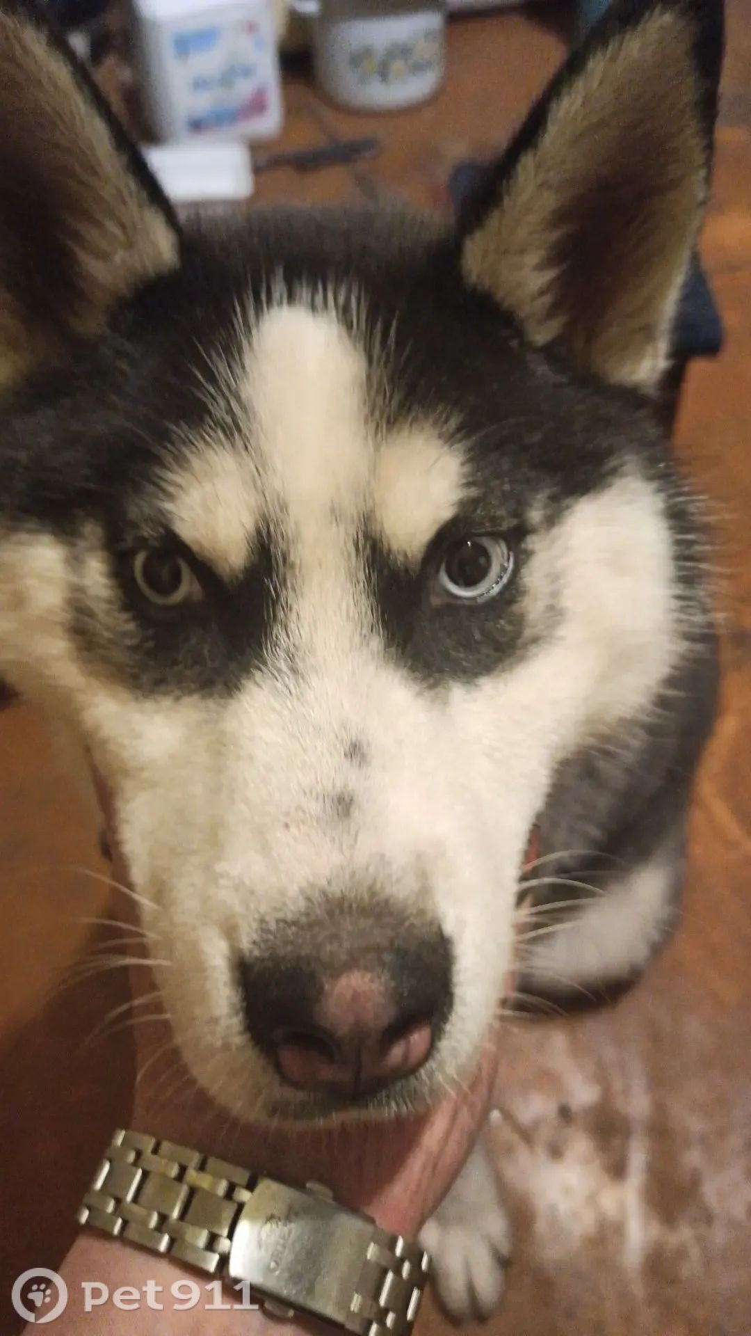 Найдена собака в Тюмени — фото объявления