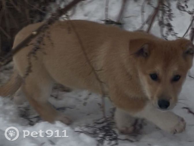Пропала собака в Тюмени — фото объявления