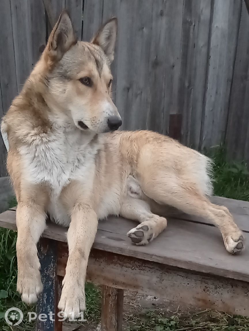 Пропала собака в Тюмени — фото объявления