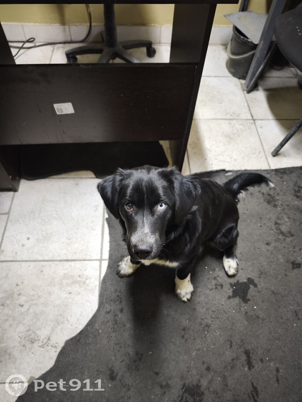 Найдена собака в Тюмени — фото объявления