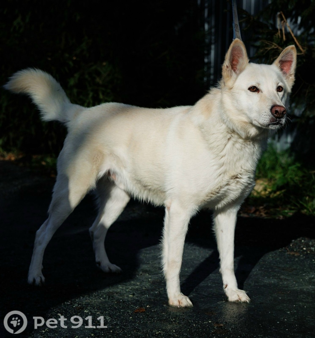 Пропала собака в Тюмени — фото объявления