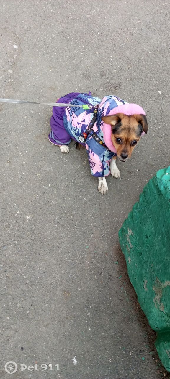 Найдена собака в Тюмени — фото объявления