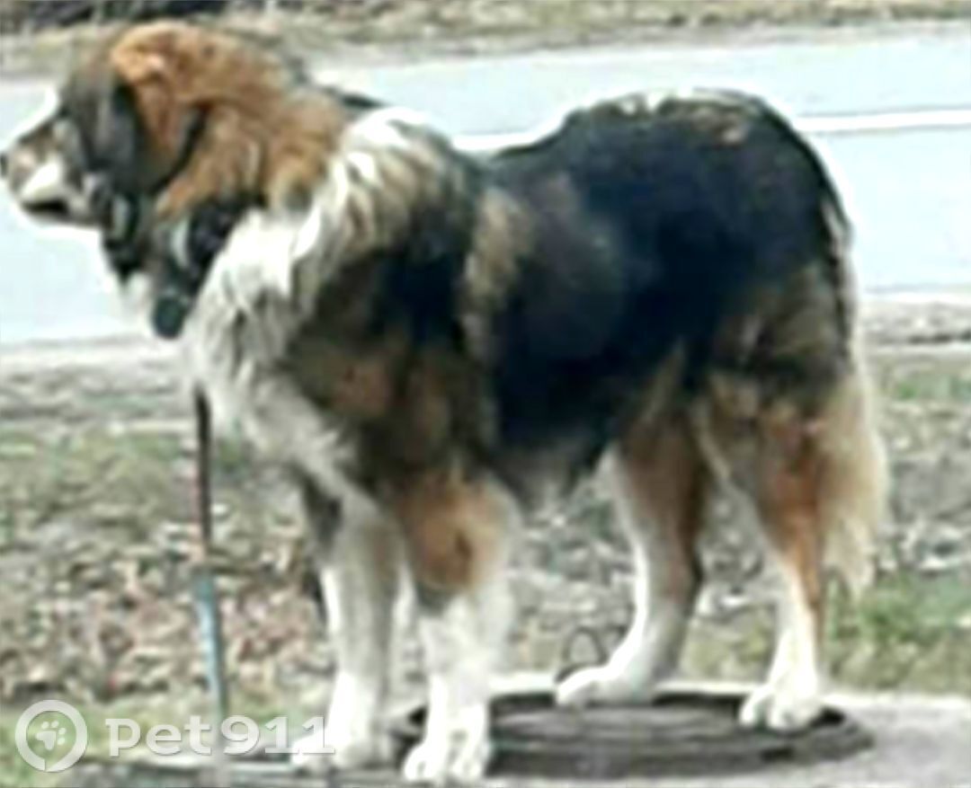 Пропала собака в Тюмени — фото объявления