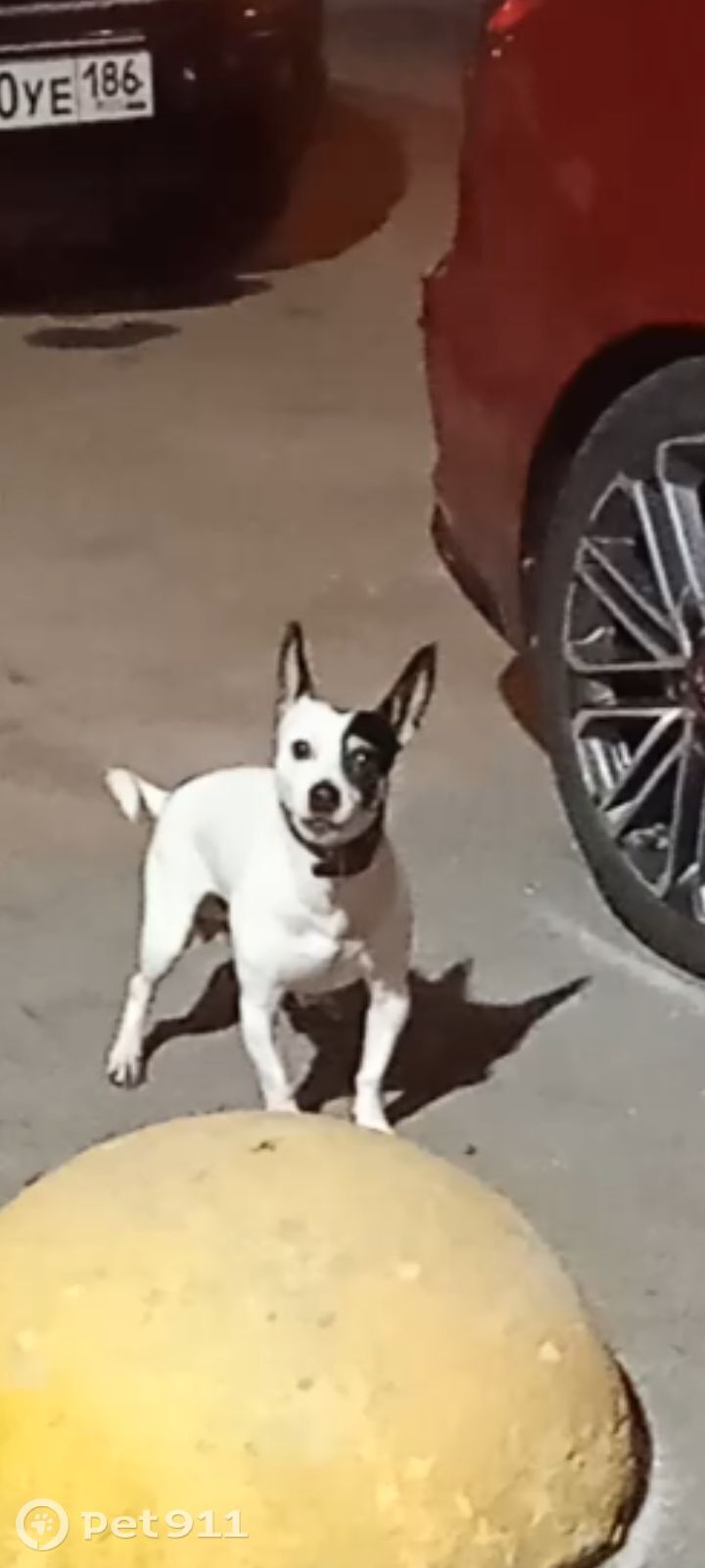 Найдена собака в Тюмени — фото объявления