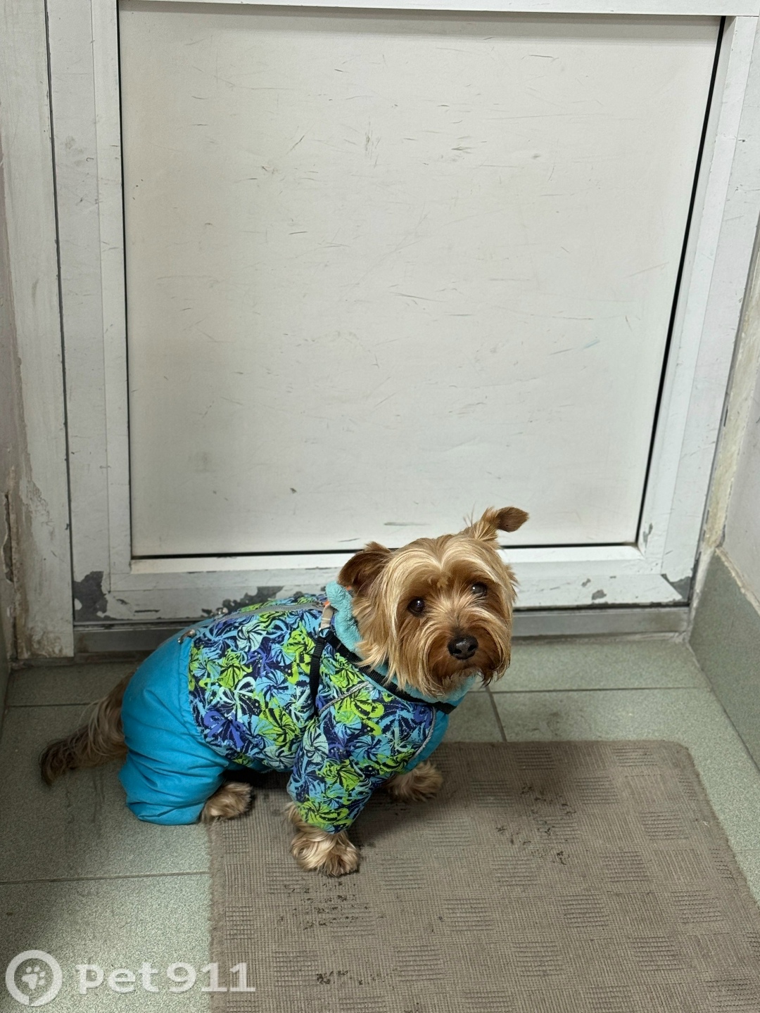 Найдена собака в Тюмени — фото объявления