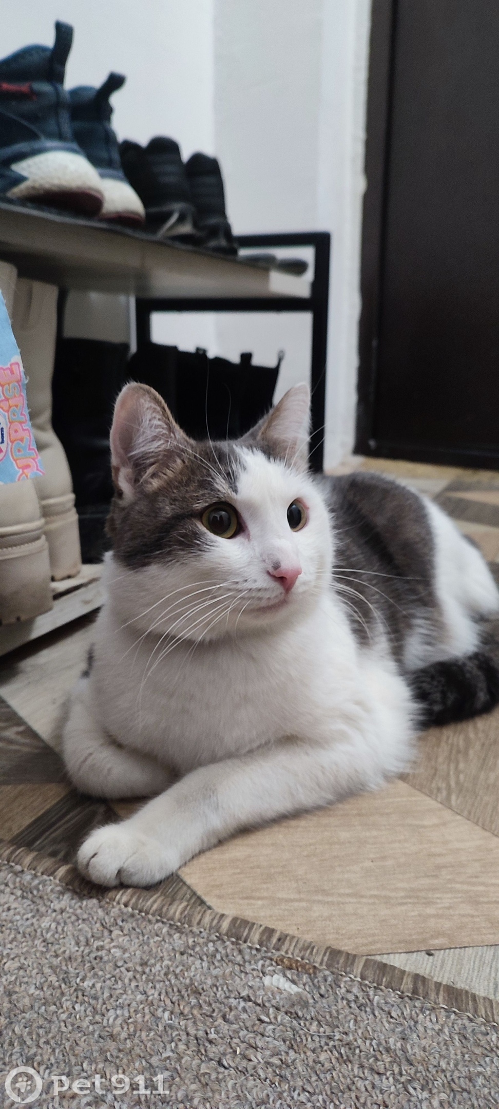 Найдена кошка в Тюмени — фото объявления