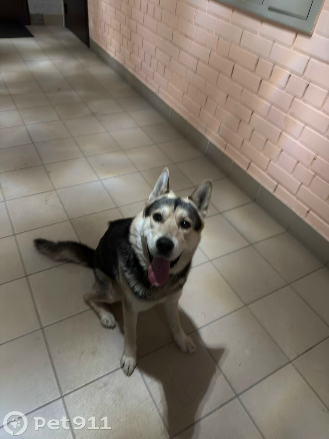 Найдена собака в Тюмени — фото объявления