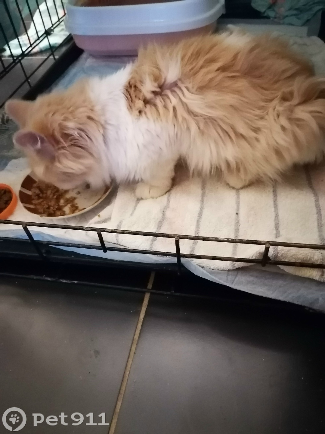 Найдена собака в Тюмени — фото объявления