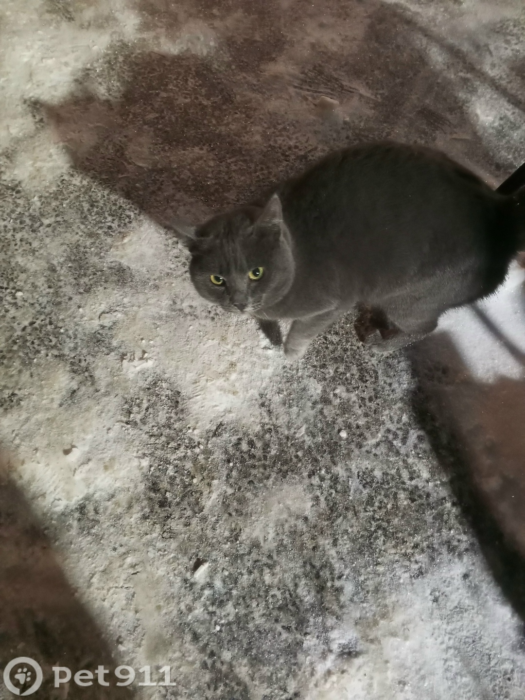 Найдена кошка в Тюмени — фото объявления