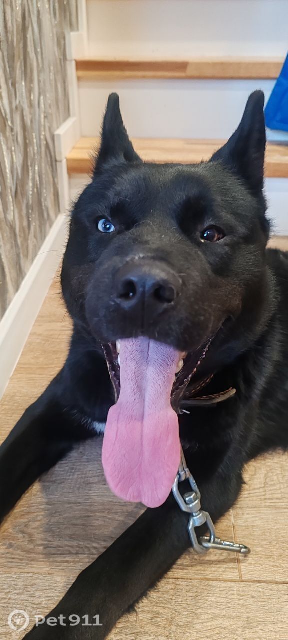 Найдена собака в Тюмени — фото объявления