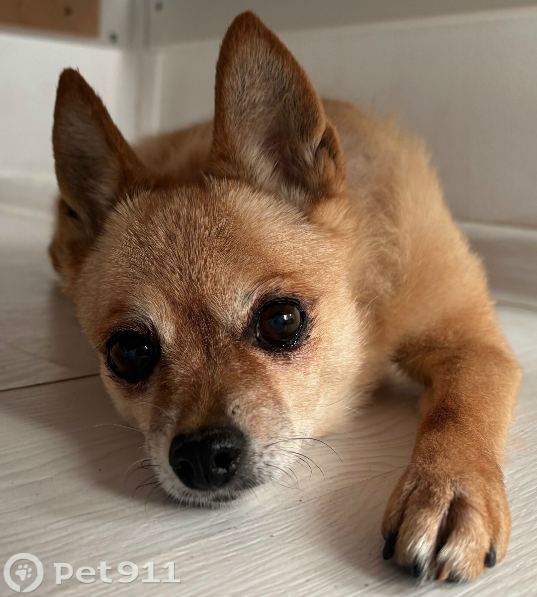 Найдена собака в Тюмени — фото объявления