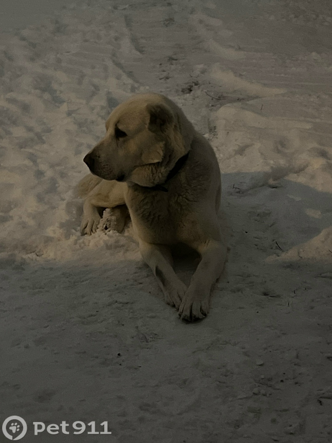 Пропала собака в Тюмени — фото объявления