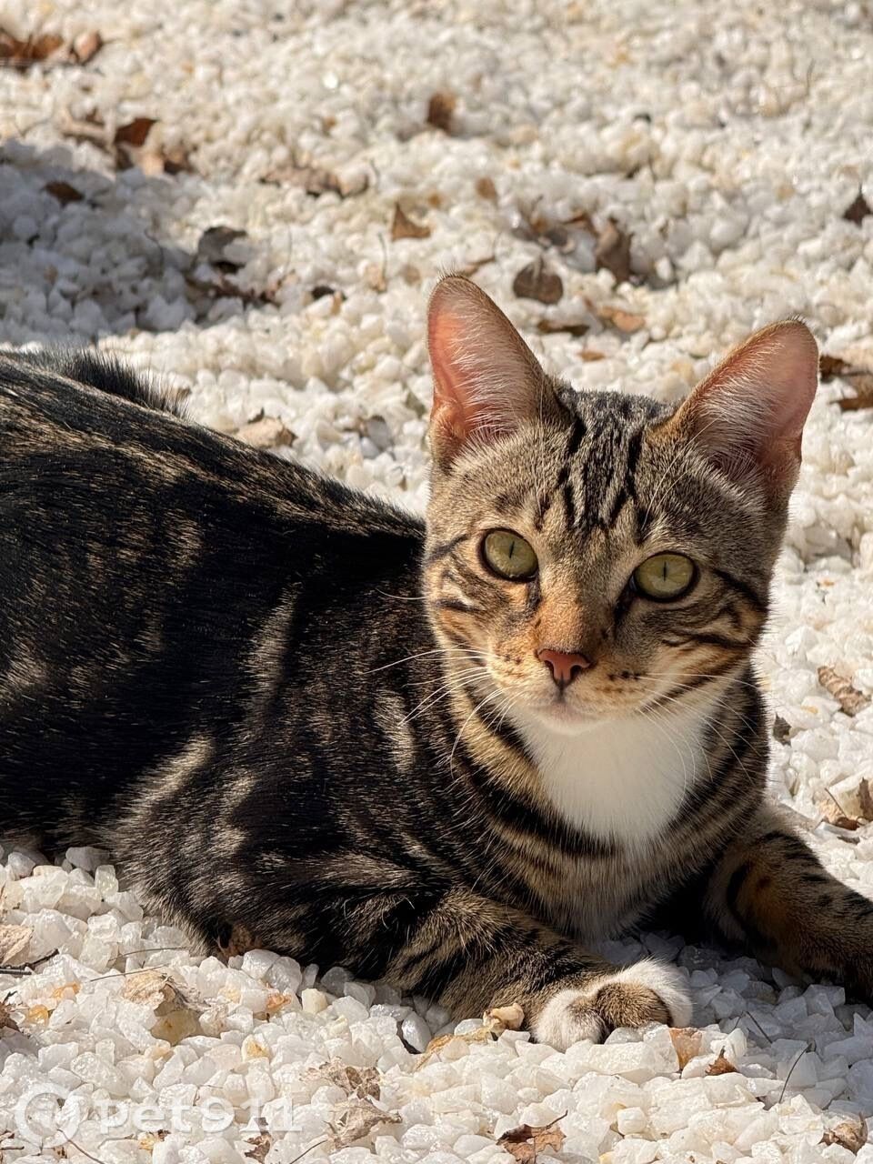 Пропала кошка в Тюмени — фото объявления