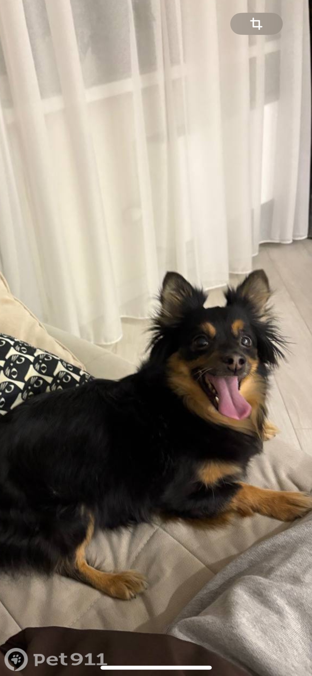 Найдена собака в Тюмени — фото объявления