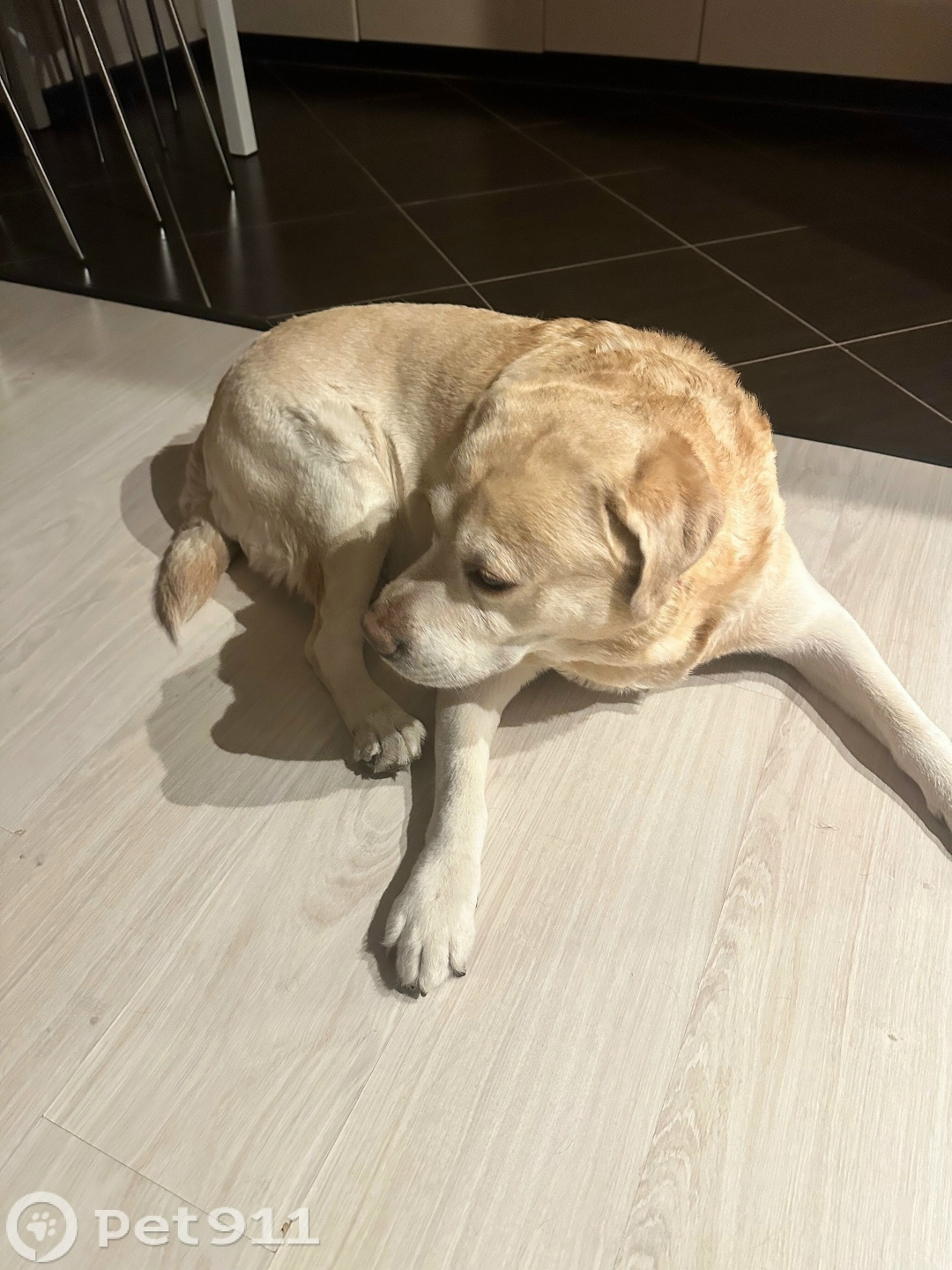 Найдена собака в Тюмени — фото объявления