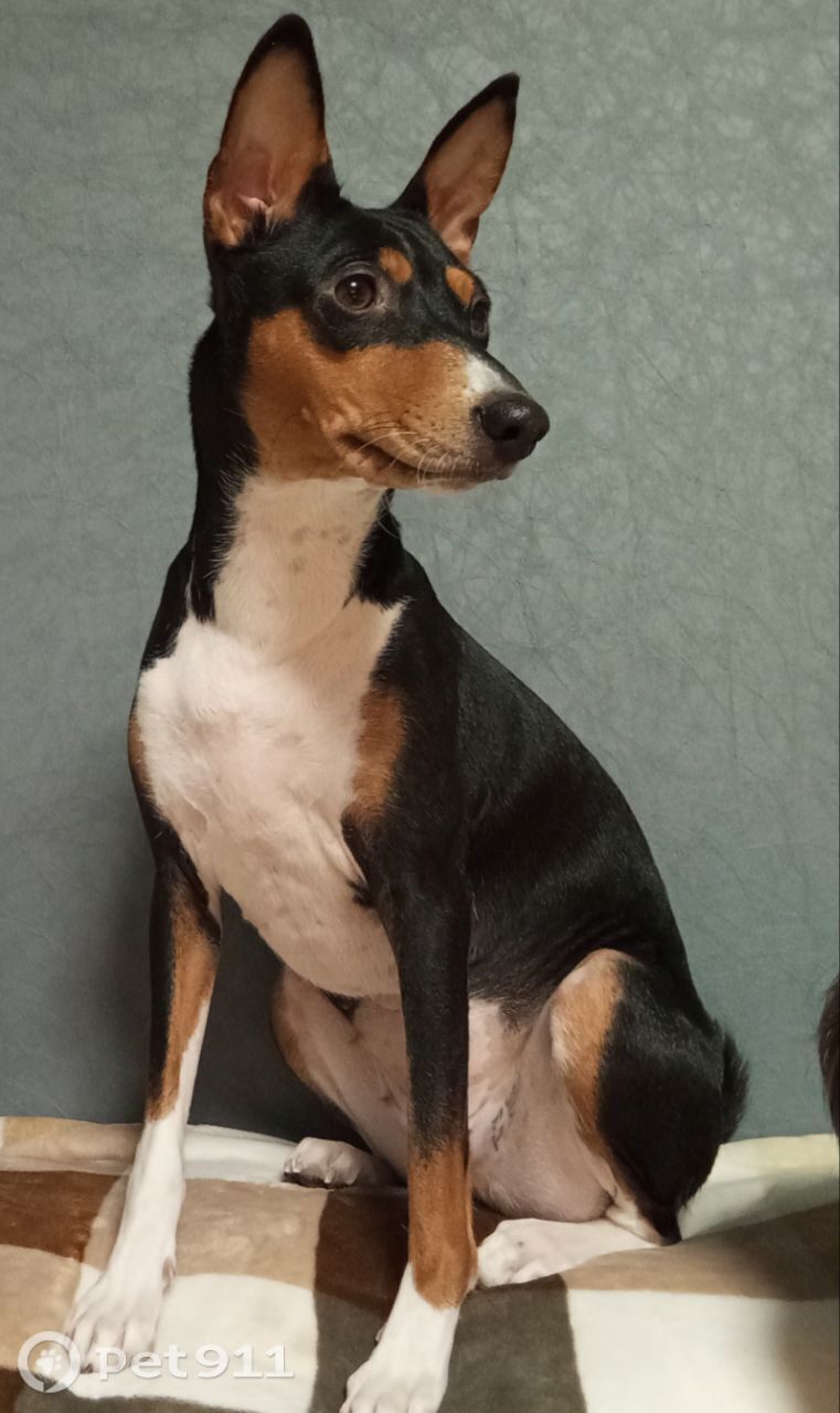 Пропала собака в Тюмени — фото объявления