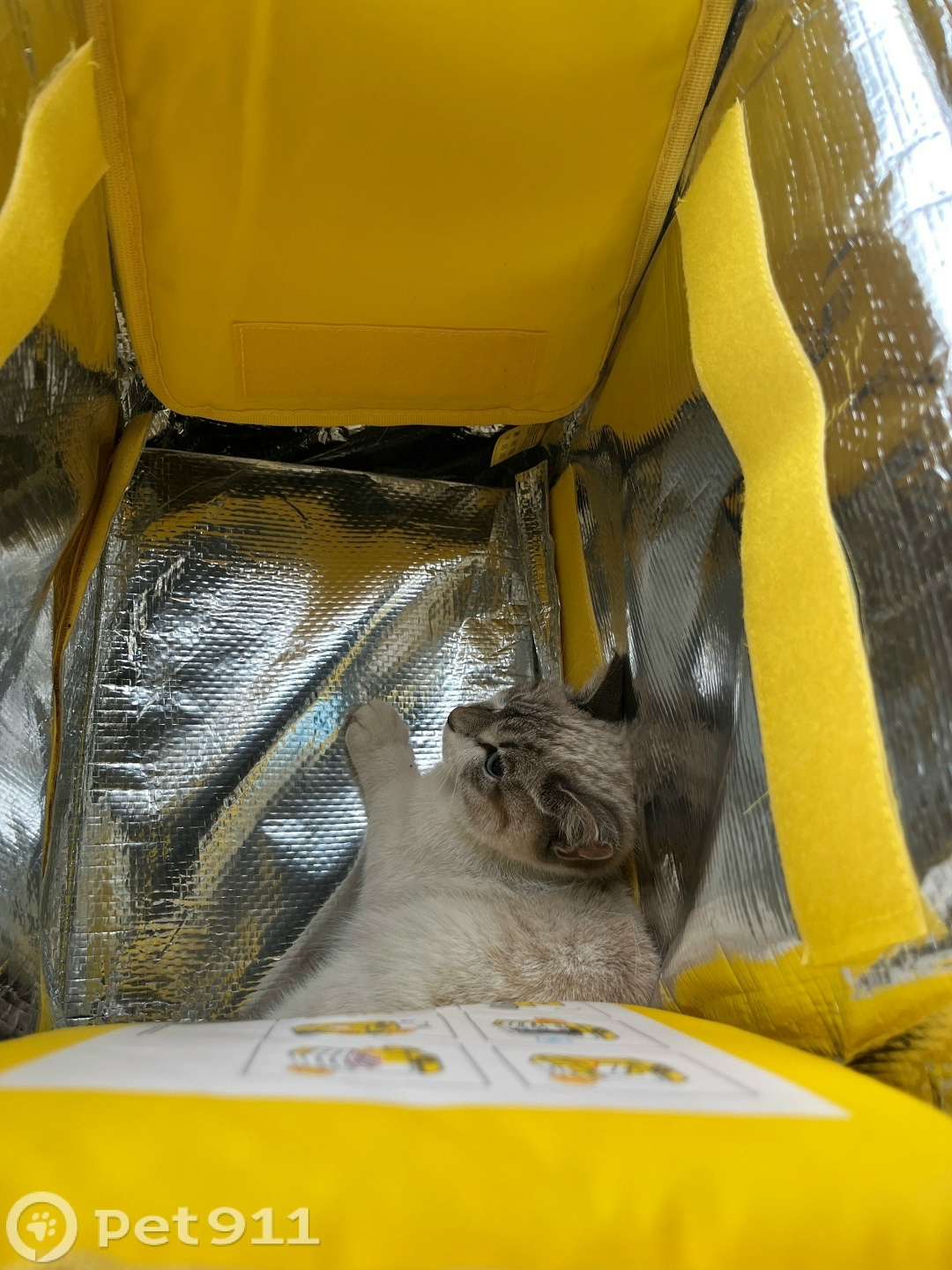 Найдена кошка в Тюмени — фото объявления