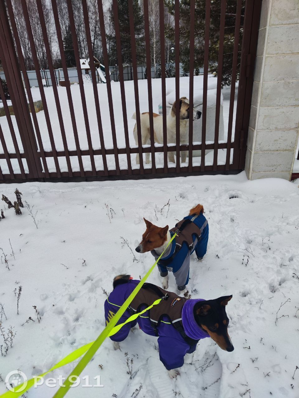 Пропала собака в Тюмени — фото объявления