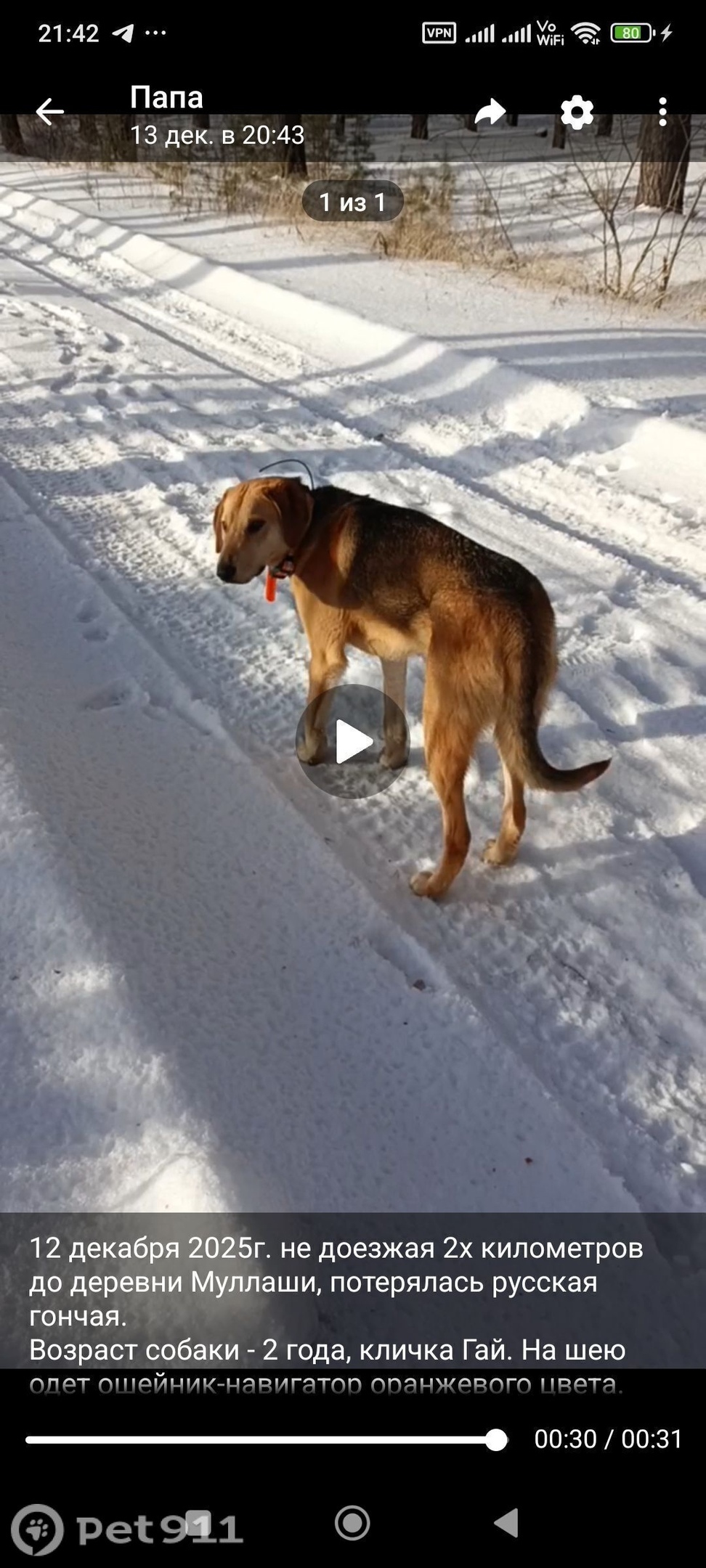Пропала собака в Тюмени — фото объявления