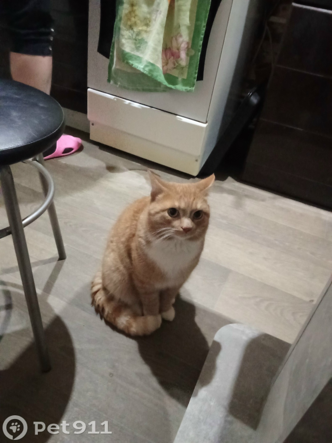 Пропала кошка в Тюмени — фото объявления