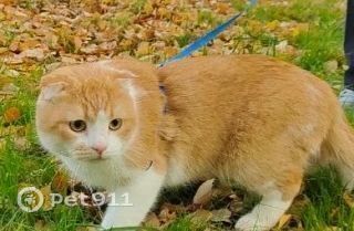 Пропала кошка в Тюмени — фото объявления