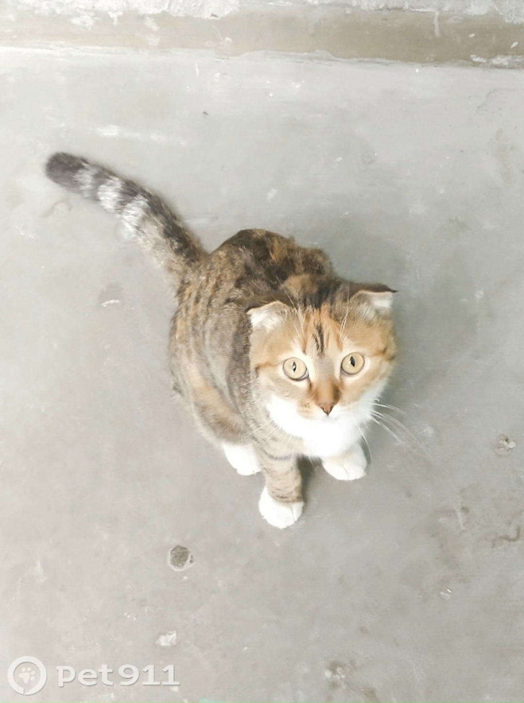 Найдена кошка в Тюмени — фото объявления