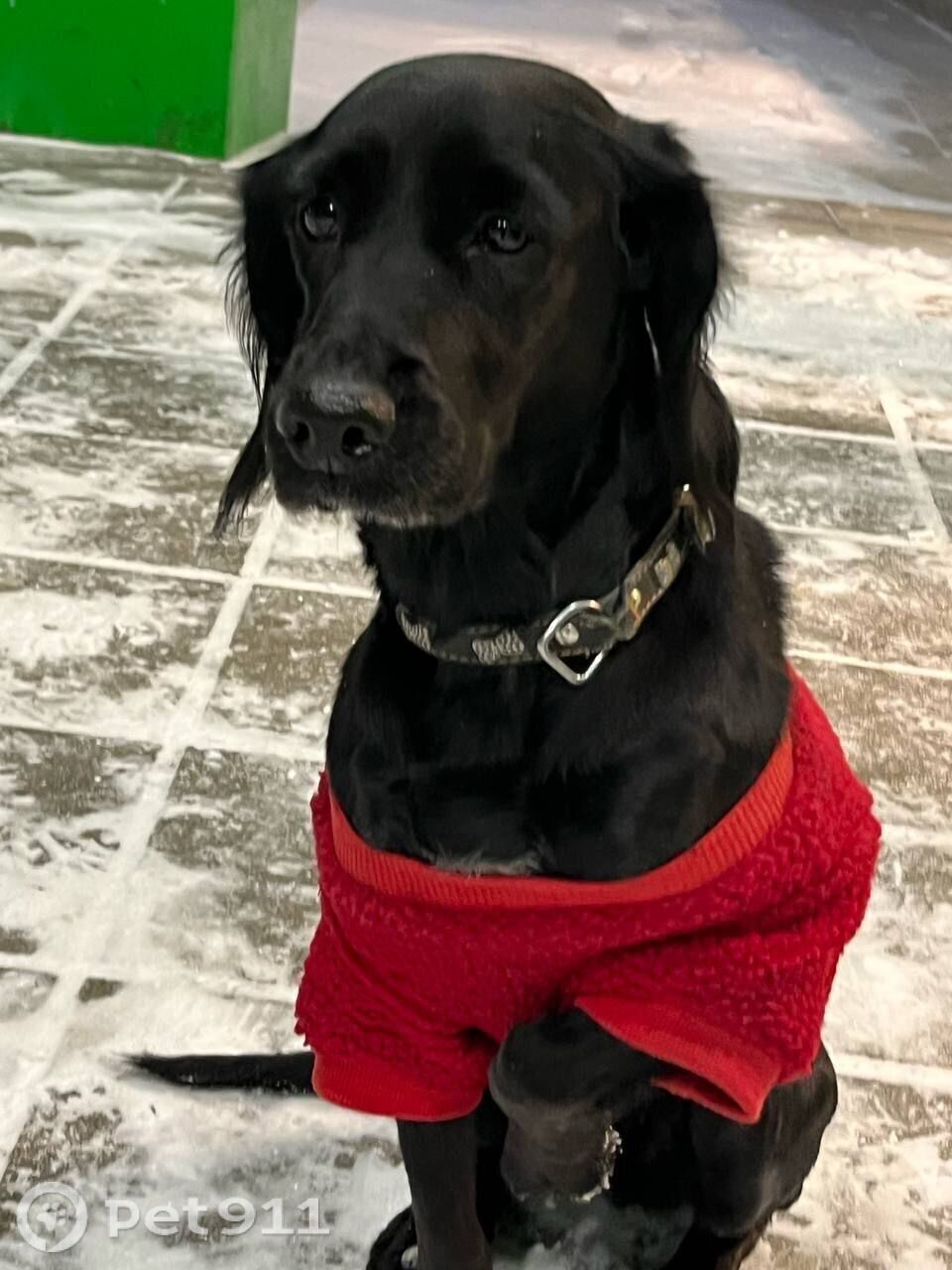 Найдена собака в Тюмени — фото объявления