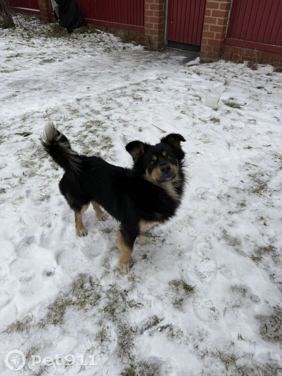 Найдена собака в Тюмени — фото объявления