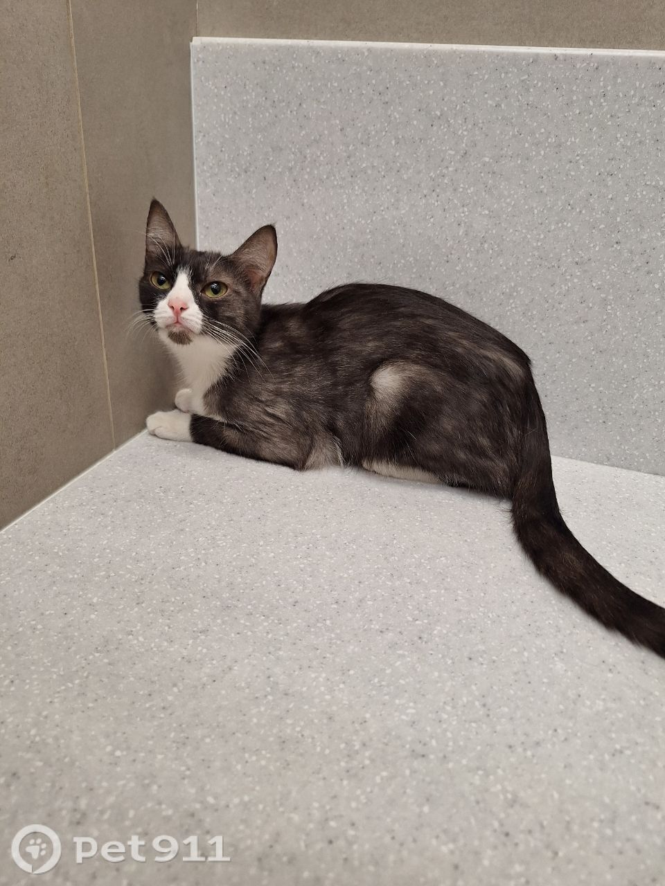 Найдена кошка в Тюмени — фото объявления