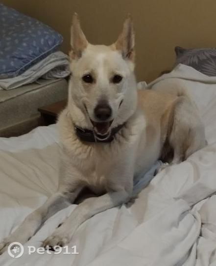 Пропала собака в Тюмени — фото объявления