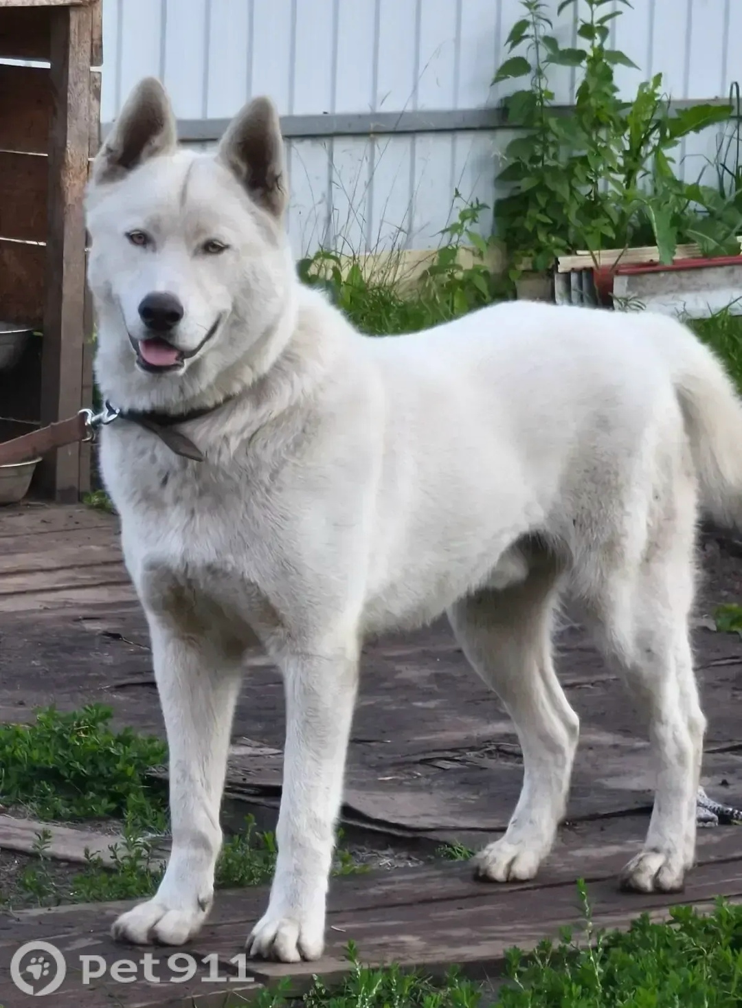 Пропала собака в Тюмени — фото объявления
