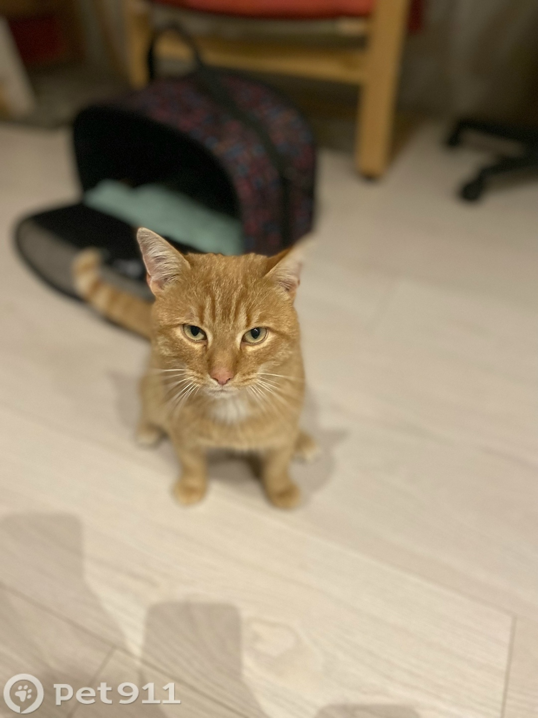 Найдена кошка в Тюмени — фото объявления