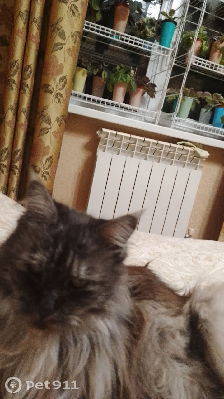 Пропала кошка в Тюмени — фото объявления