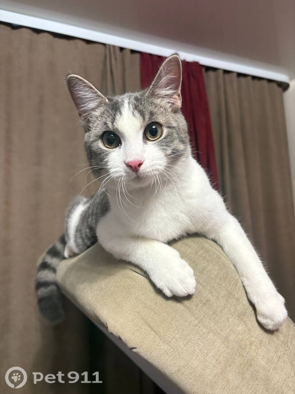 Пропала кошка в Тюмени — фото объявления