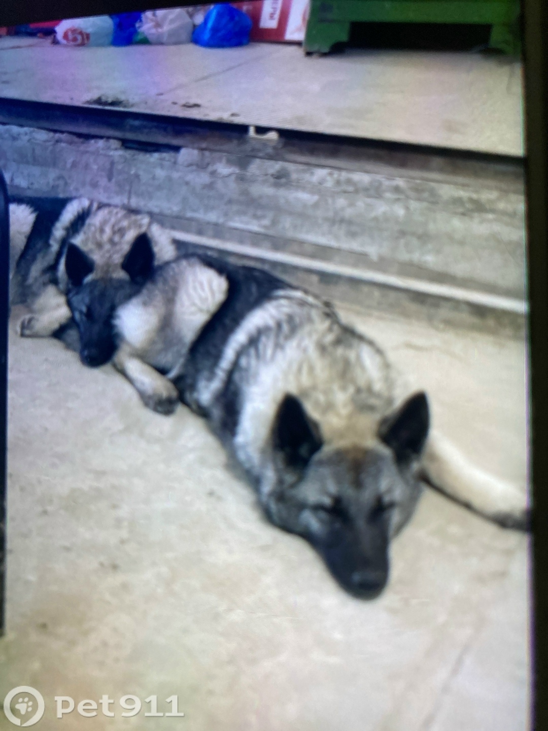 Пропала собака в Тюмени — фото объявления