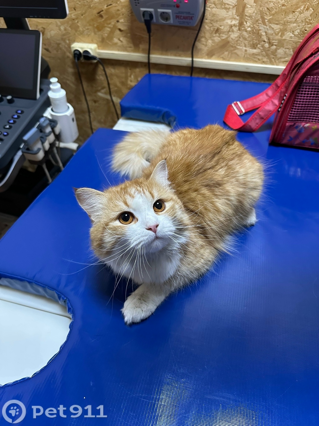 Найдена кошка в Тюмени — фото объявления