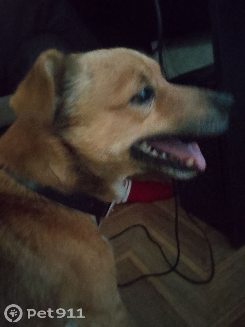 Пропала собака в Тюмени — фото объявления