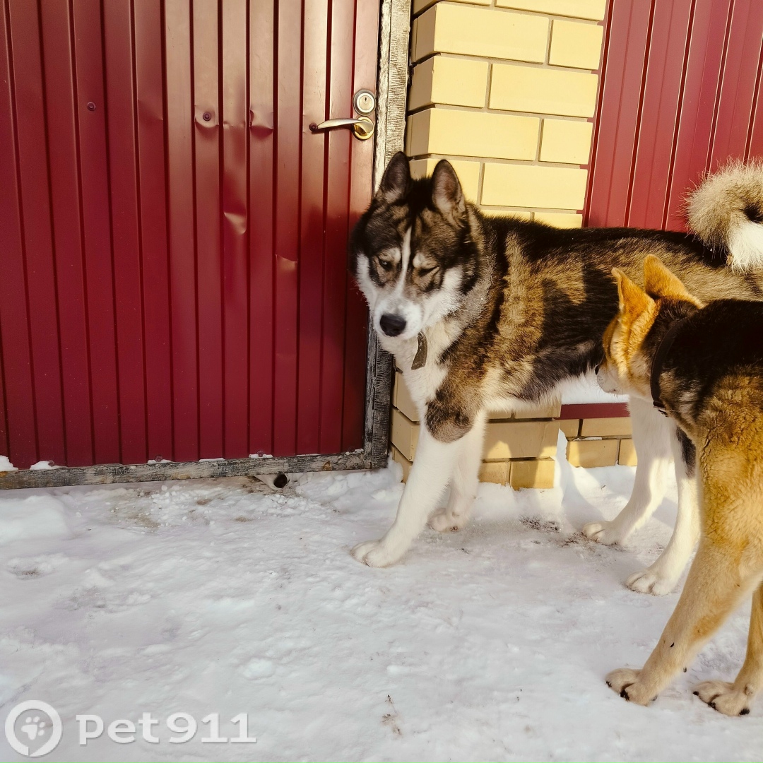 Найдена собака в Тюмени — фото объявления